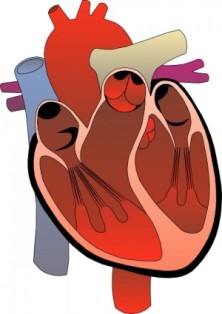 cardiacsurgery